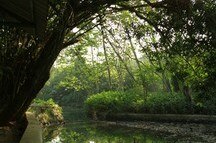 Picturesque Green Lake in Ragunan Zoo Picturesque Green Lake in Ragunan Zoo